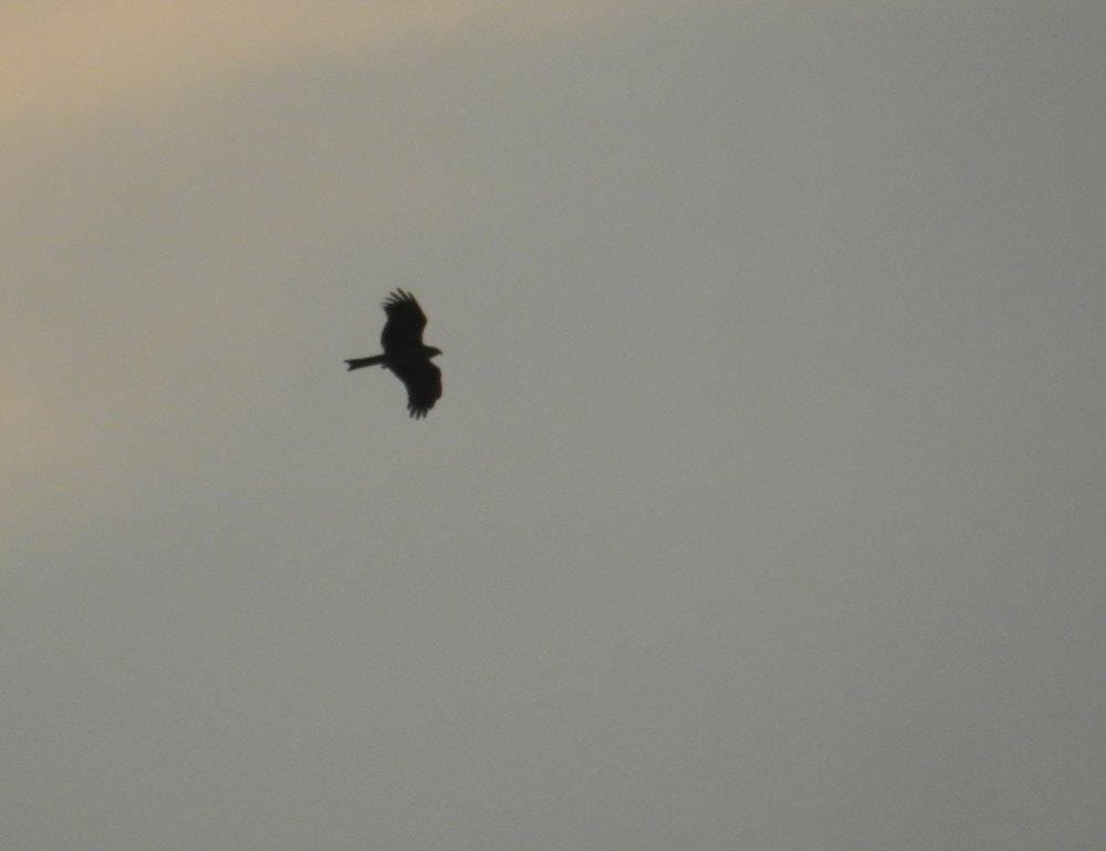 black kite
