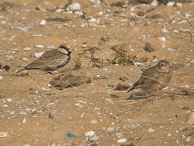 Ashy-crowned Sparrow-lark